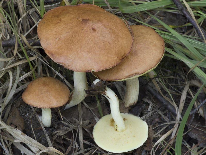 Suillus granulatus